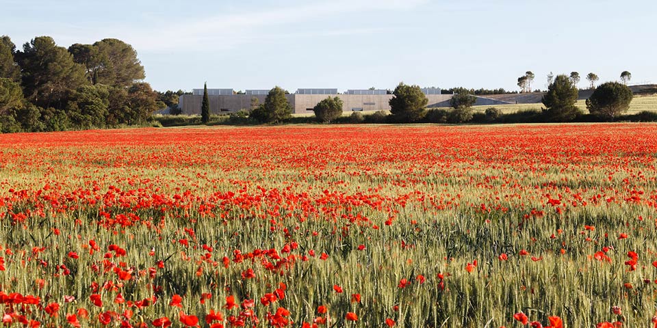 champs de coquelicots adjacent au domaine de Lézigno